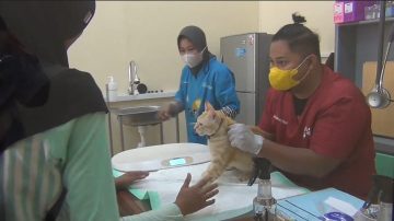 Wedi Animal Care Klaten Hadir Mudahkan Anmal Lover Dapatkan Fasilitas Kesehatan Hewan Memadai